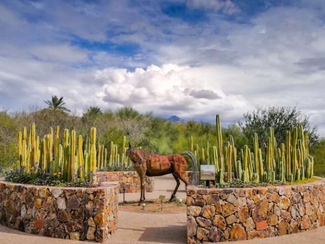 Tohono Chul | Gardens, Galleries, and Bistro in Tucson Arizona