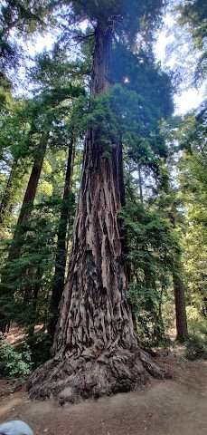 Big Basin Redwoods State Park in US California
