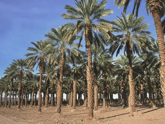 Dateland Travel Center (Autos) in Dateland Arizona