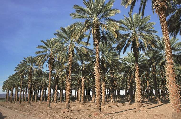 Dateland Travel Center (Autos) EV Charging Station at 1737 Ave 64 E