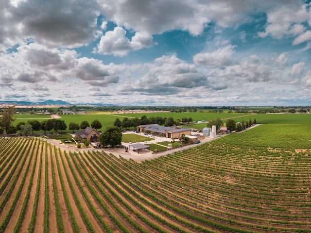 Campos Family Vineyards in Byron California