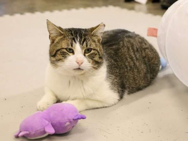 Best Friends Pet Resource Center in NW Arkansas in Bentonville Arkansas