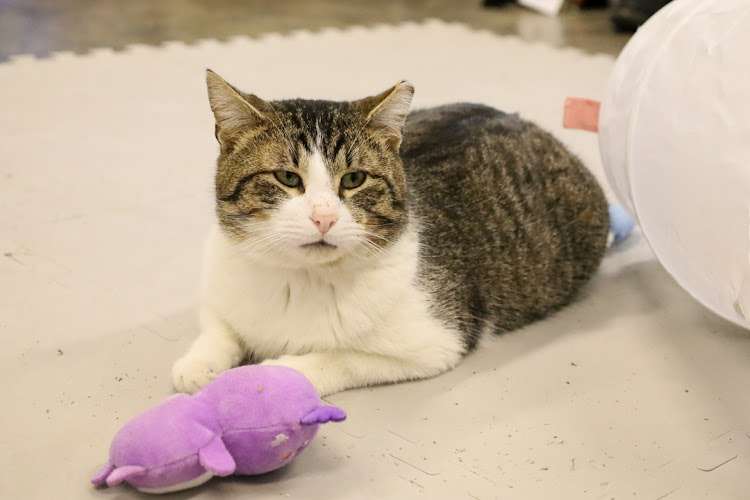 Best Friends Pet Resource Center in NW Arkansas EV Charging Station at 1312 Melissa Dr