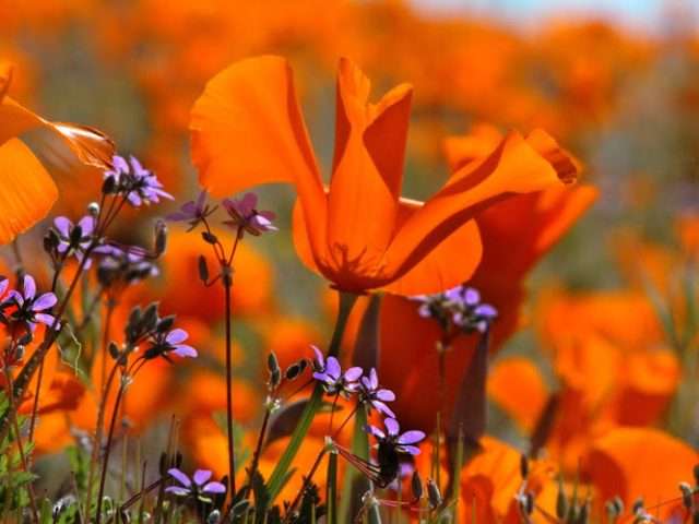 Lancaster City Hall in Lancaster California