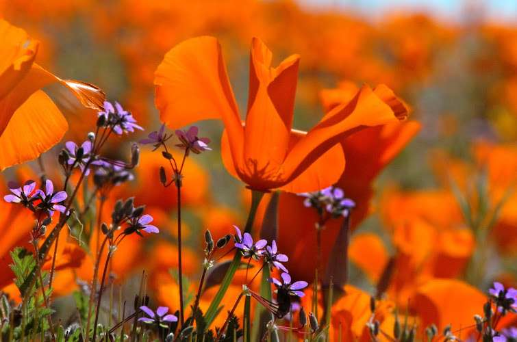 Lancaster City Hall EV Charging Station at 44933 Fern Ave