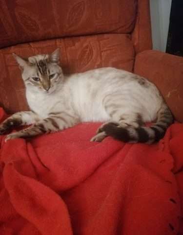 Char.gy Charging Station in London United Kingdom of Great Britain and Northern Ireland