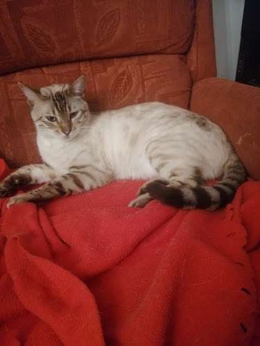 Char.gy Charging Station EV Charging Station at Montpelier Rd