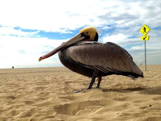 Annenberg Community Beach House in Santa Monica California