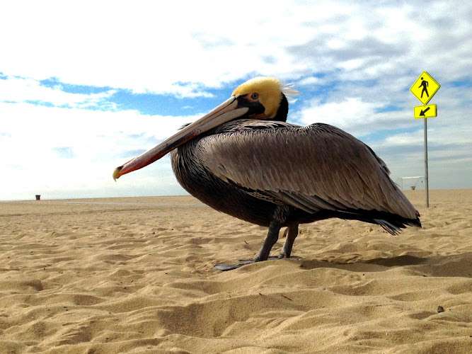 Annenberg Community Beach House EV Charging Station at 415 Pacific Coast Hwy