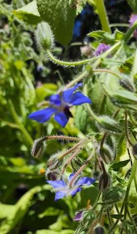 Orion Alternative School in Redwood City California